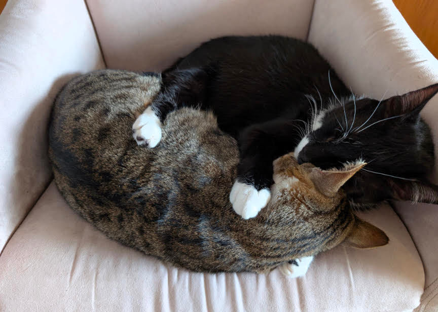 Cat snuggles