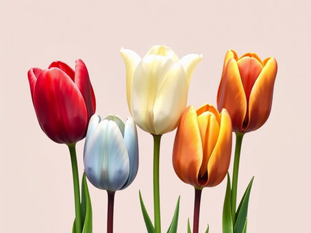 Five tulips standing together, each a different colour, symbolising the five Human Design energy types in a gentle, nature‑inspired way.