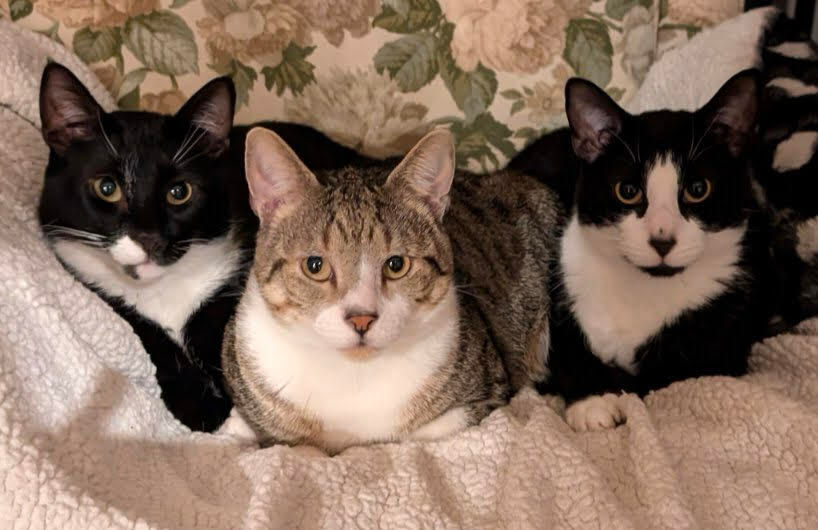 Three rescued cat brothers were rescued from an apartment.