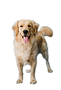 dog-8198719_1280-removebg-preview.png