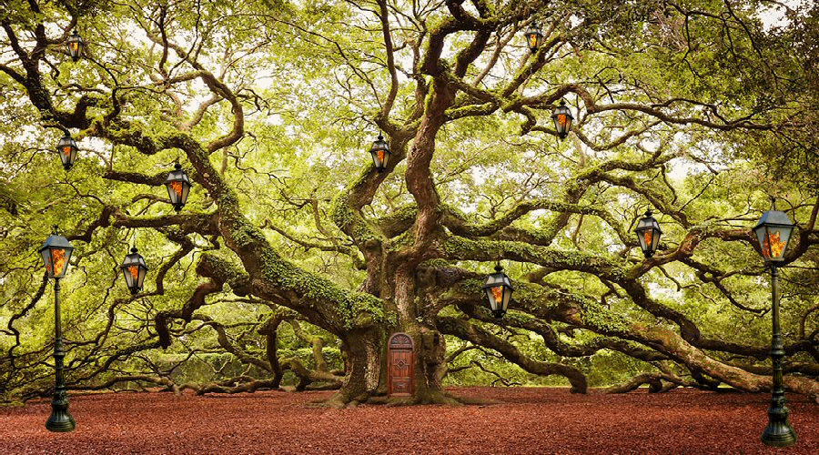 SouthernTreeMeetingRm.gif