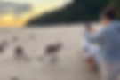 photos of kangaroos.png