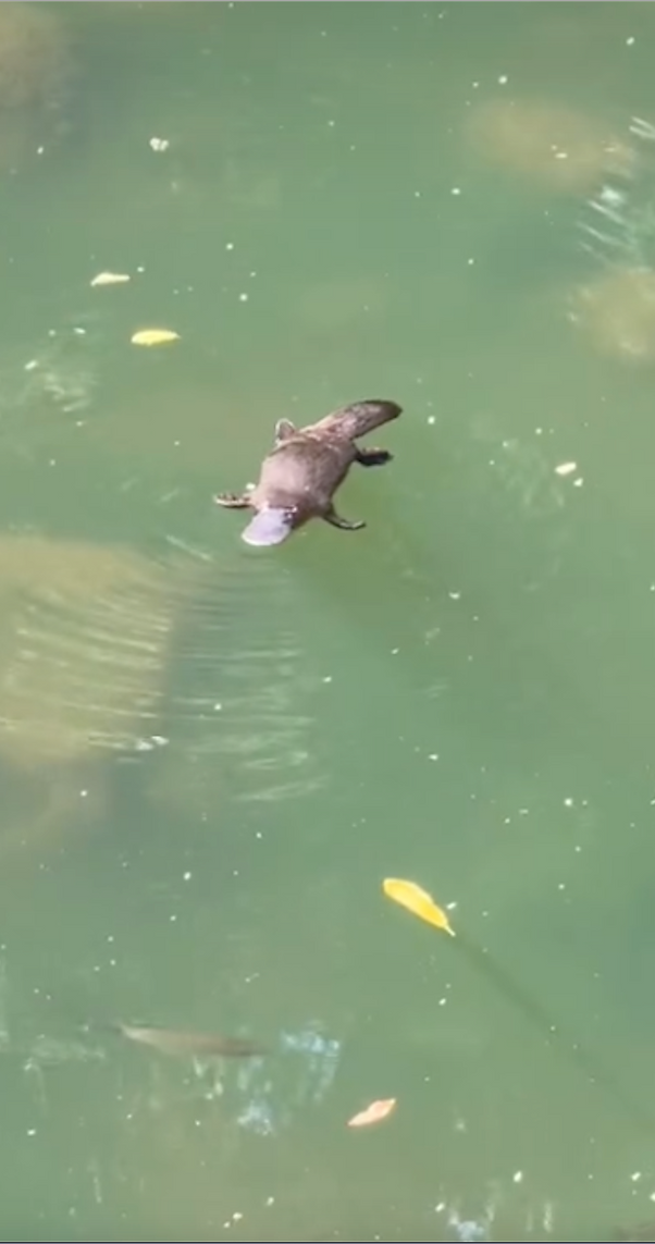 Platypus at Eungella national park.