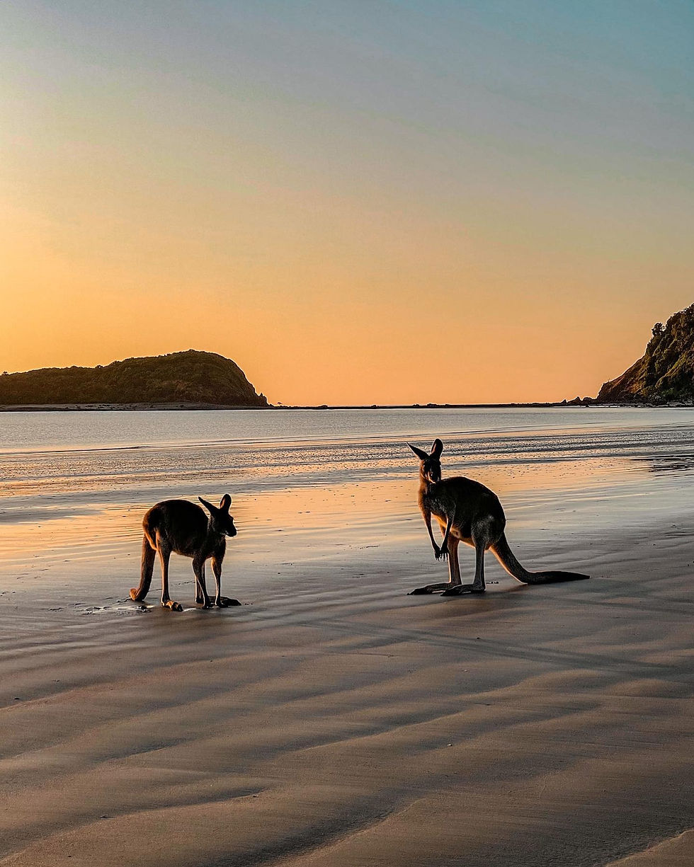 kangaroos on the beach at cape hillsborough