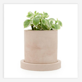 Handmade 3.2-inch Begie Gypsum Succulent Planter Pot