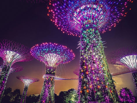 Colourful Supertrees covered with plants and lights creating an aethereal space