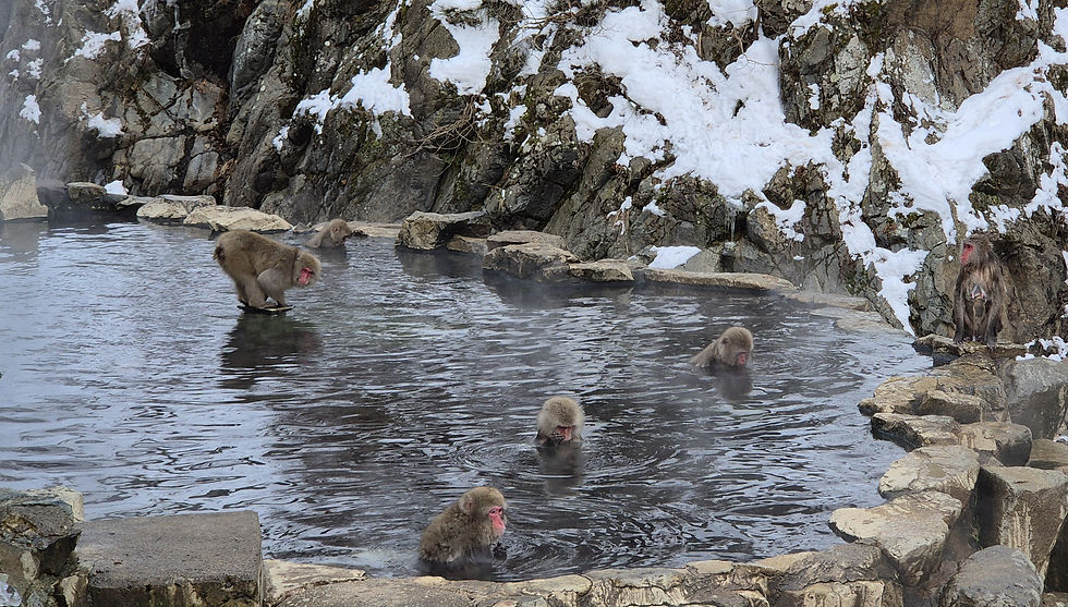 Snow monkeys at Jigokudani Monkey Park, Nagano relax in a steaming hot spring surrounded by rocky, snow-dusted cliffs. The scene is serene and natural.