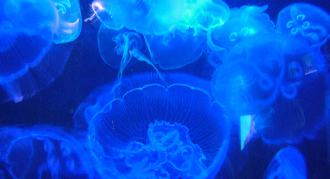 saltwater aquarium pattaya