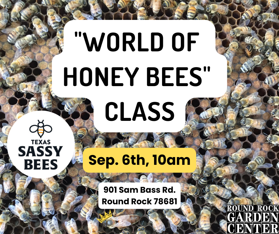 Bee Storage Round Rock