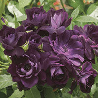 'Burgundy Iceburg' Rose