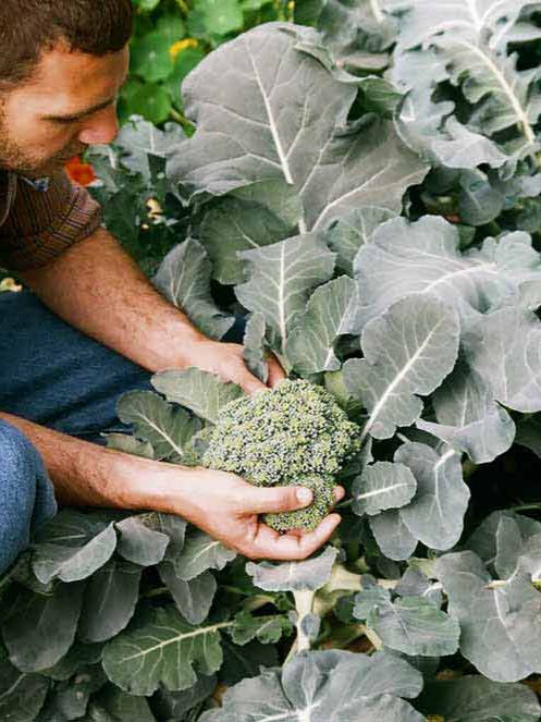 Broccoli (Brassica oleracea var. italica)