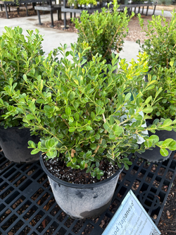 Boxwood 'Japanese'