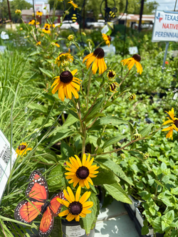 Rudbeckia