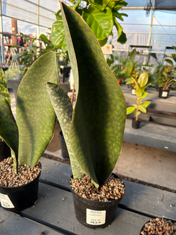 Sansevieria 'Whale's Fin'