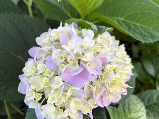 Hydrangea Bloom