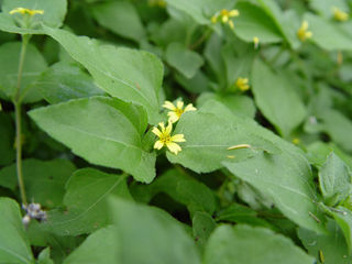 Photo by Melody Lytle, https://www.wildflower.org/plants/result.php?id_plant=CAVI2