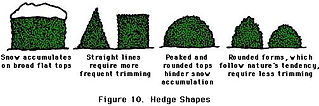 shrub pruning