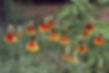 Mexican Hat (Ratibida columnifera)