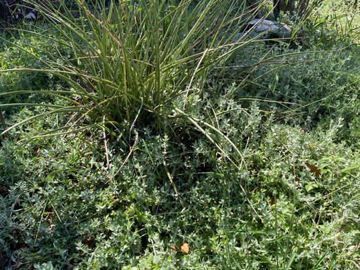 Water Conservation: Drought and Heat-Tolerant Landscaping