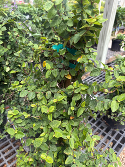 Creeping Fig - Staked