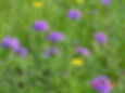 Verbena (Glandularia bipinnatifida)