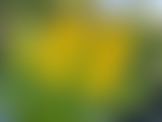 Best Summer Flowering Plants to Add Color to Your Garden