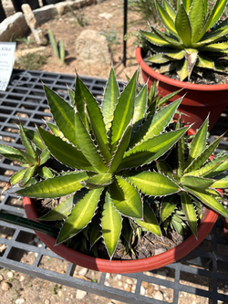 Agave 'Splendida'