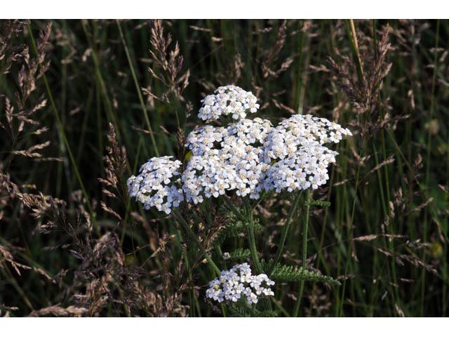Photo by James L. Reveal, https://www.wildflower.org/gallery/result.php?id_image=61743