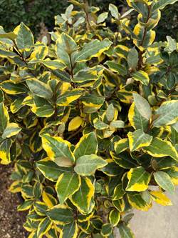 Elaeagnus 'Olive Martini'