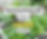 "Herb Gardening 101" Class
