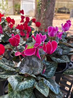 Cyclamen
