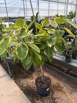 Ficus 'Altissima'