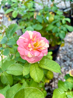 Rose 'Pop Art'