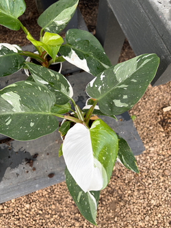 Philodendron 'White Princess'