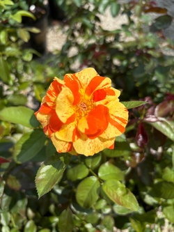 Rose 'Oranges & Lemons'