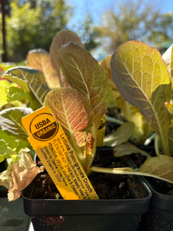 Lettuce 'Pomegranate Crunch'