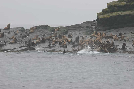 Steller sea lions and killer whales