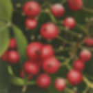 Berries - Ian Livingston