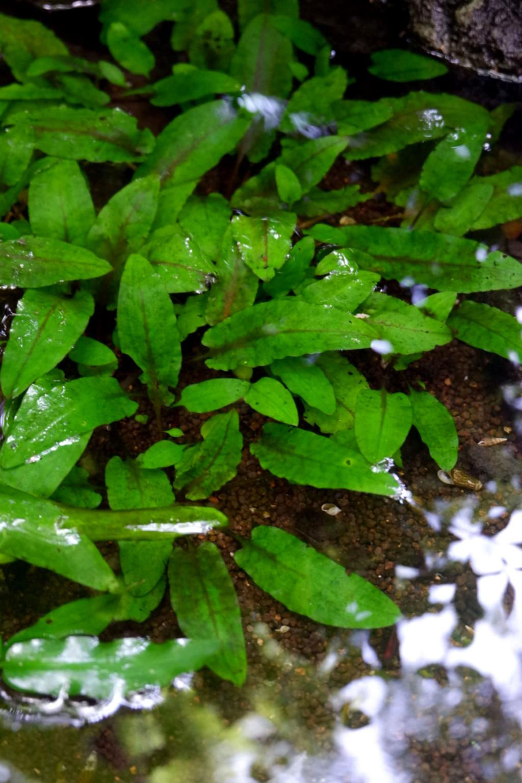 Cryptocoryne lutea
