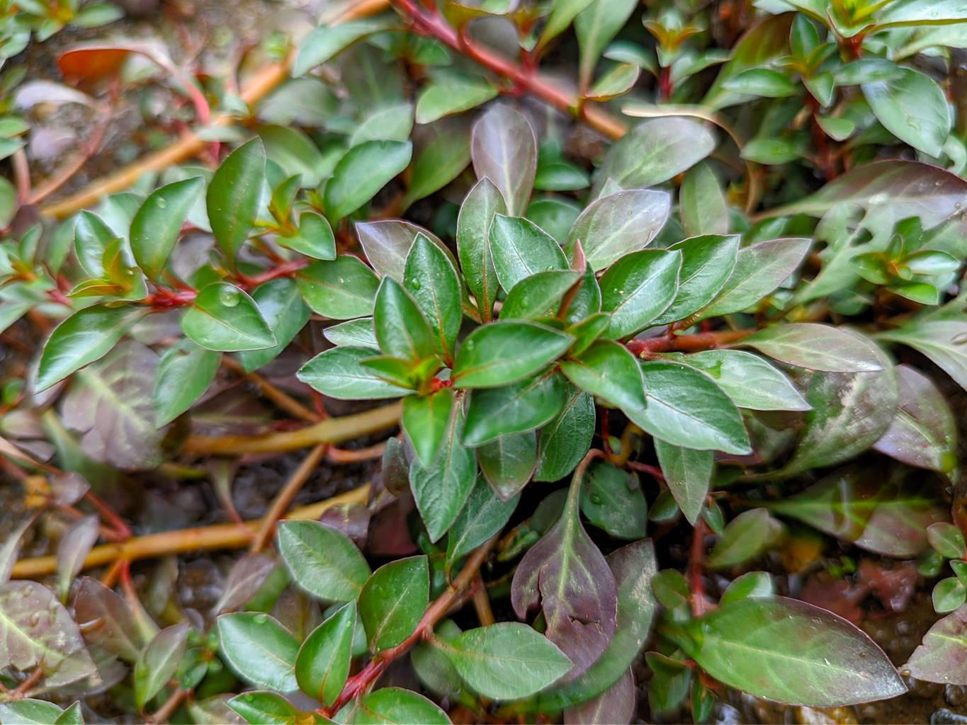 Ludwigia repens