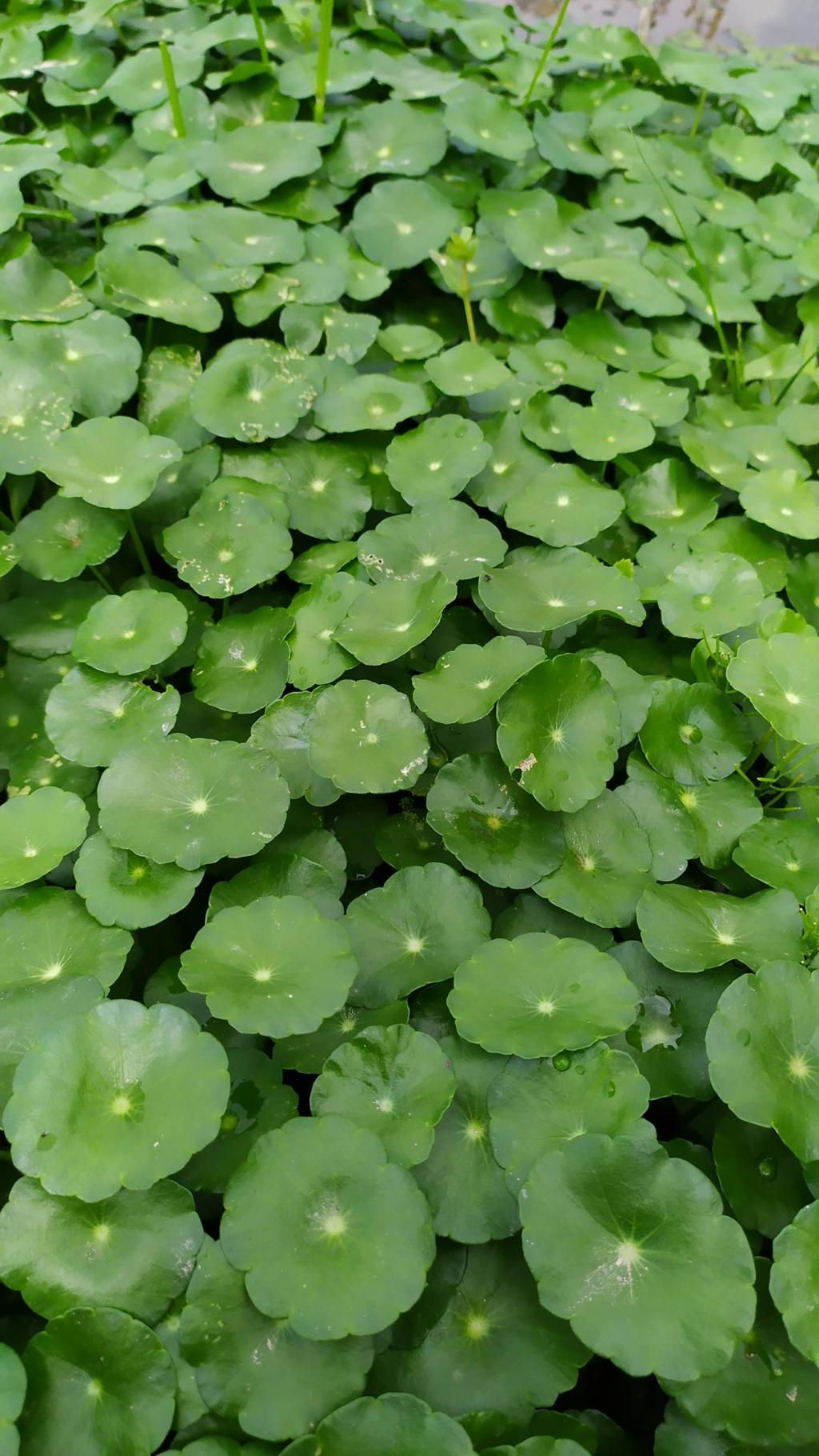 Hydrocotyle verticillata,