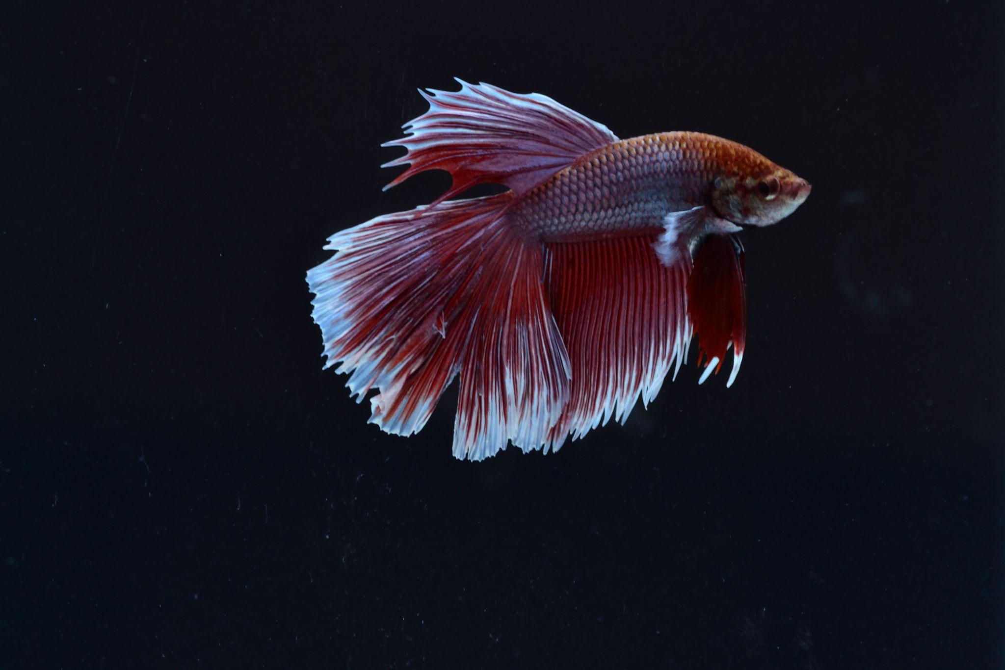 Halfmoon Betta