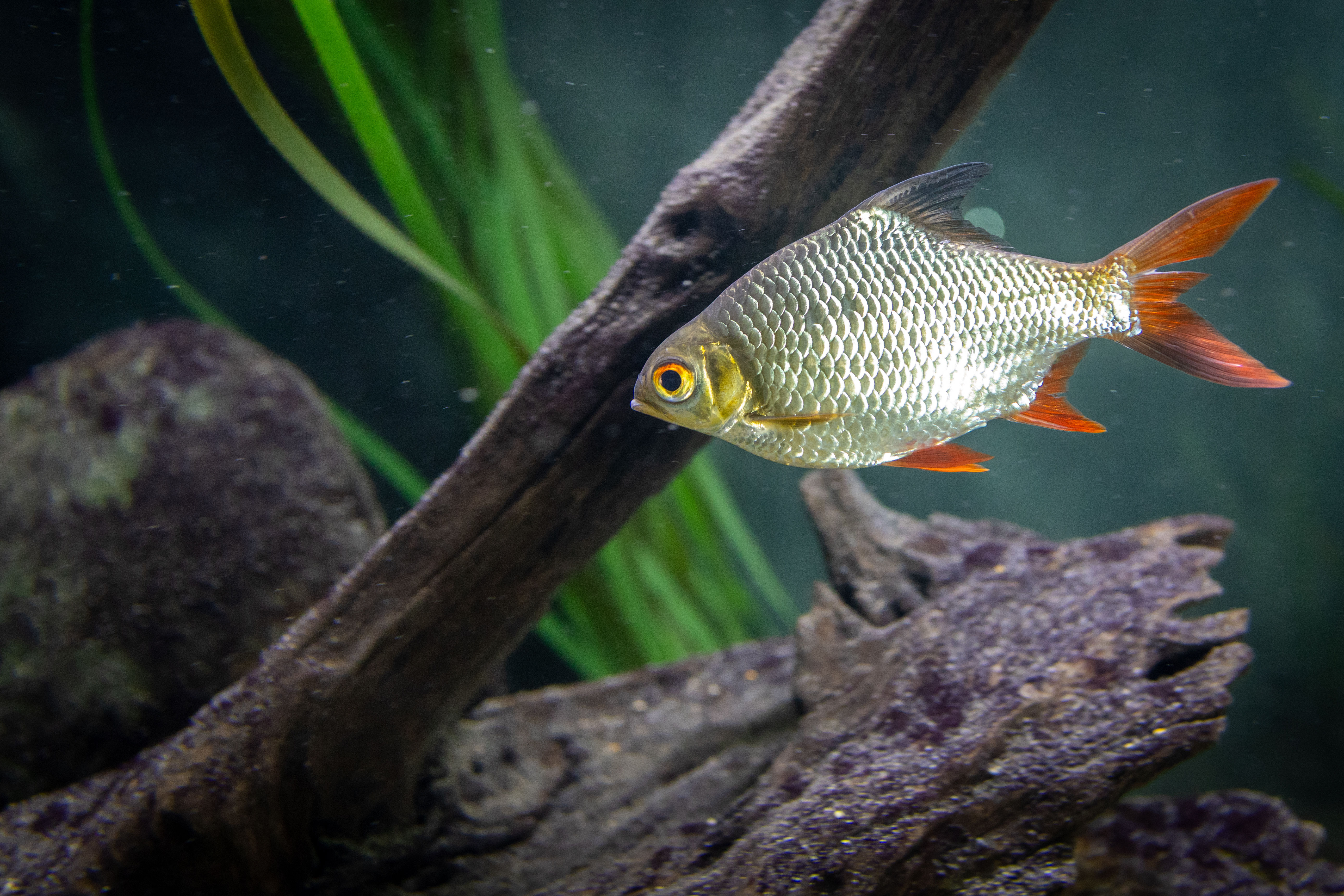 Tinfoil Barb
