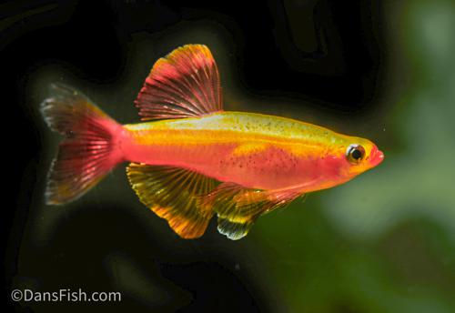 Golden White Cloud Mountain Minnow