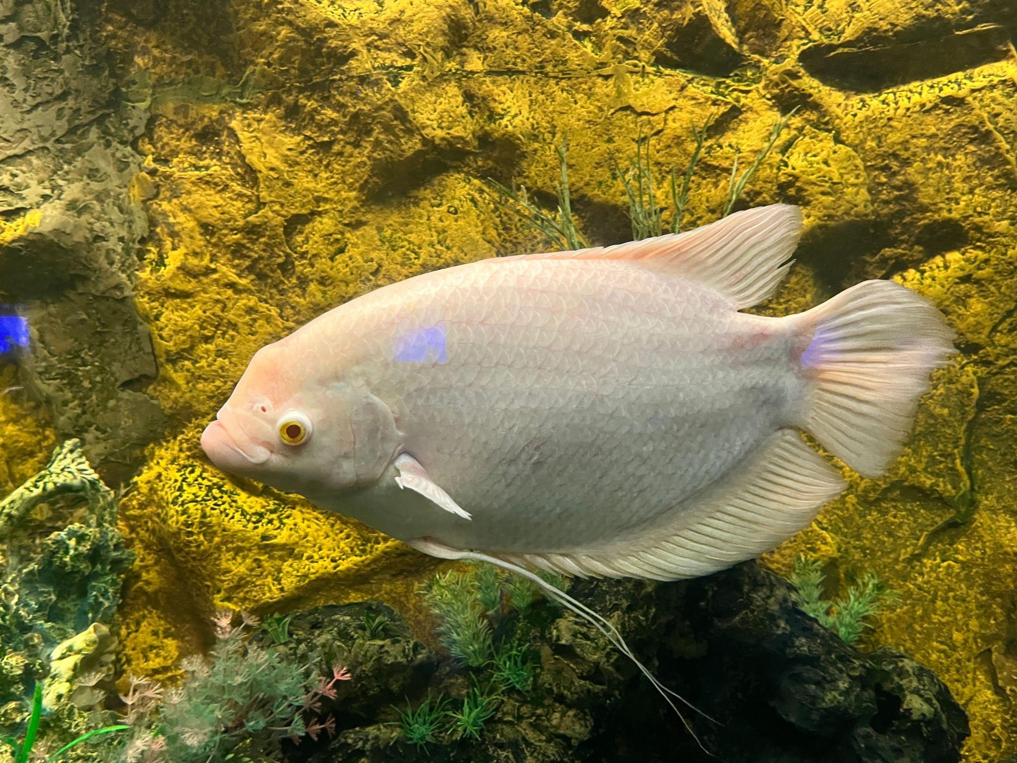 Giant Gourami
