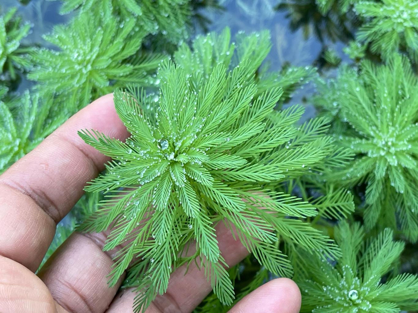 Myriophyllum aquaticum,
