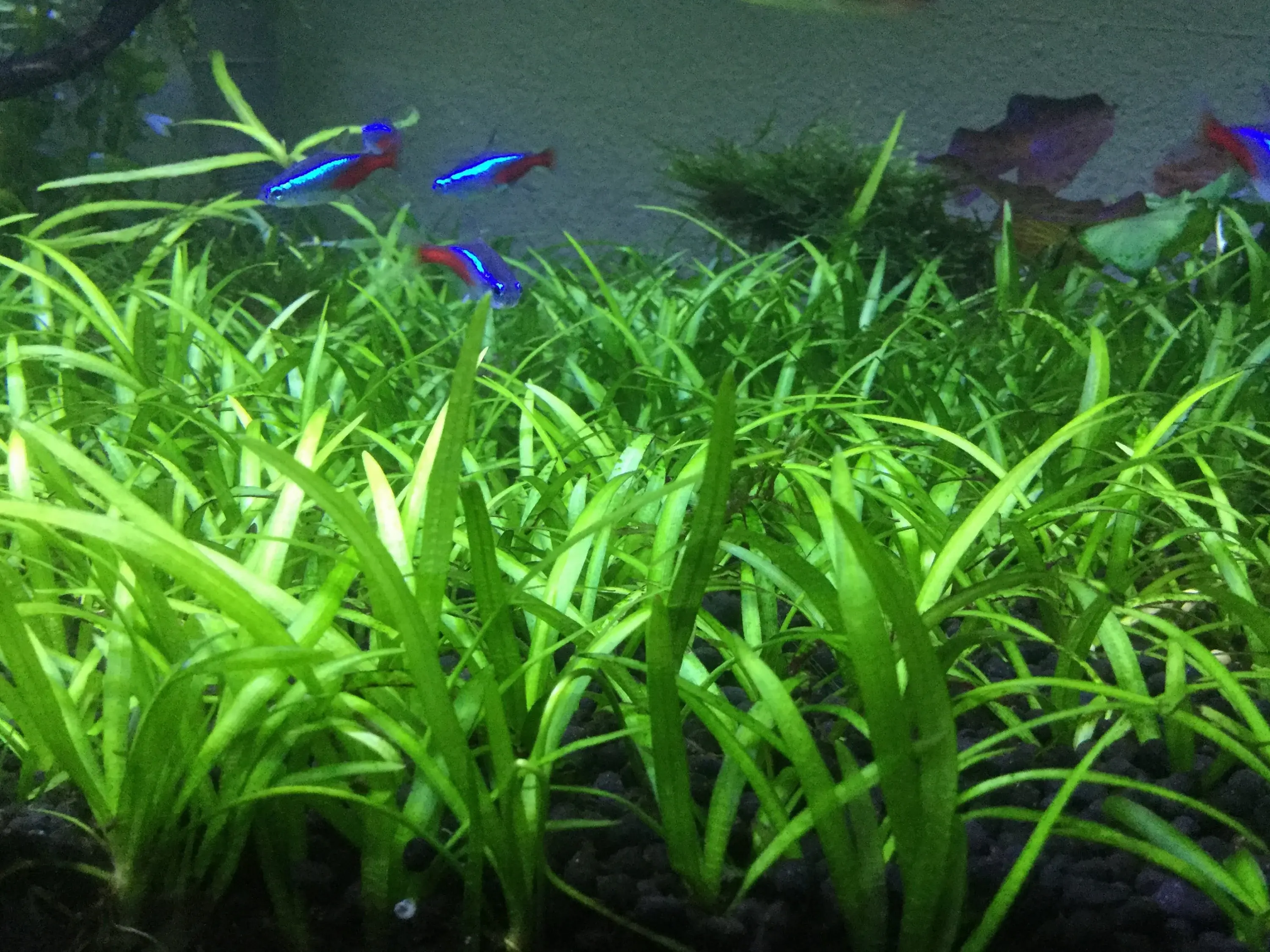 Sagittaria subulata