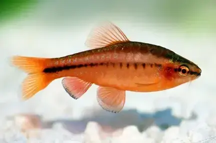 Cherry Barb