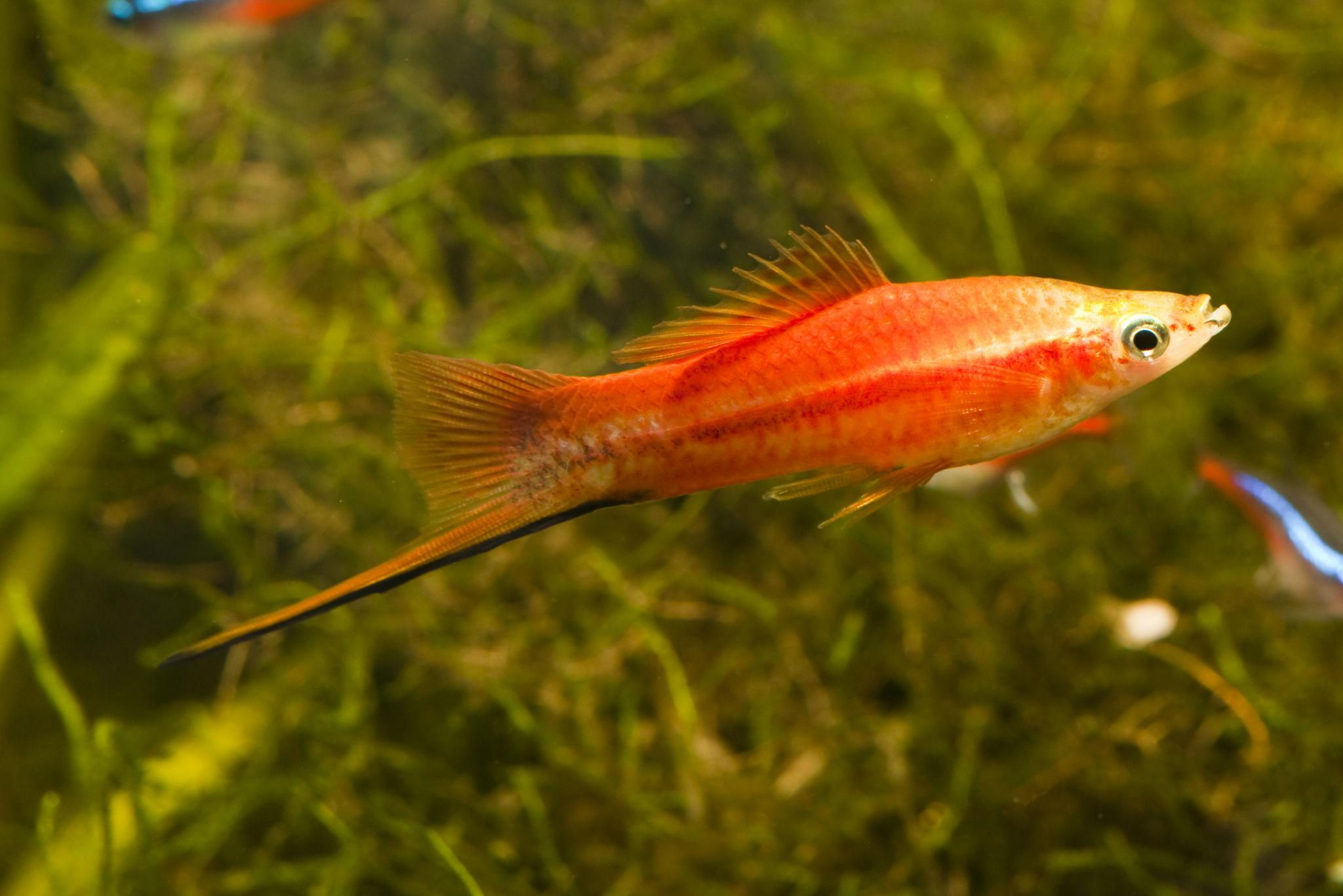 Red Swordtail