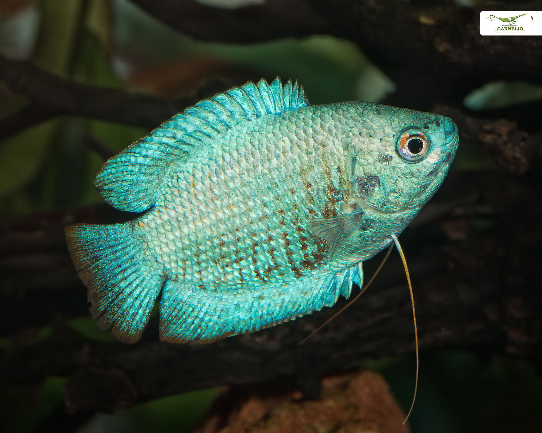 Blue Dwarf Gourami